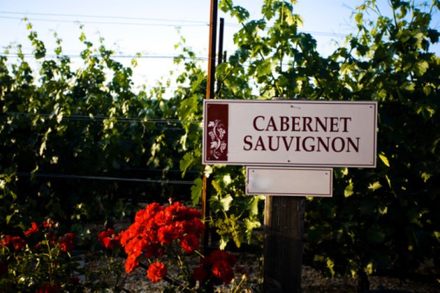 Cabernet Sauvignon sign at vineyard, Sonoma Valley, California
