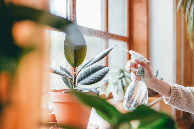 10 Tips & Tricks to Keep House Plants Alive