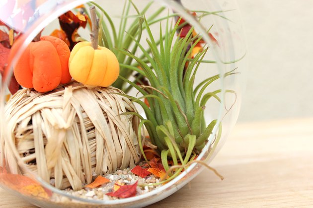 air plants