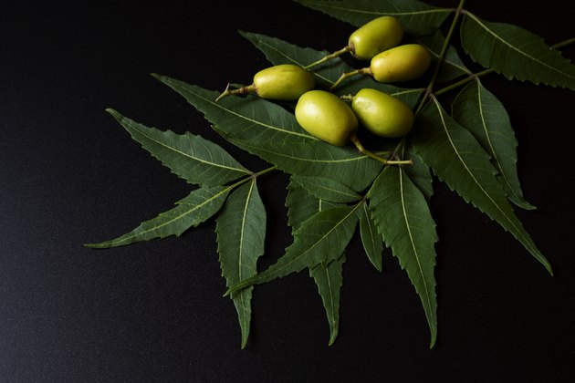 A Guide to Using Neem Oil for Plants