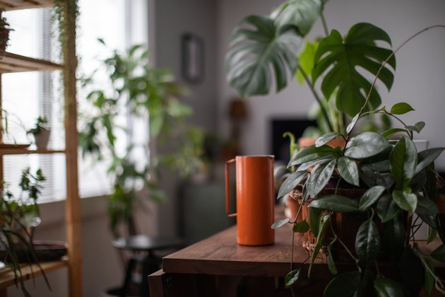 10 Best Low-Light or No-Light Plants for Your House