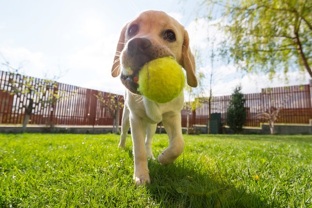 10 Tips for a Dog-Friendly Backyard