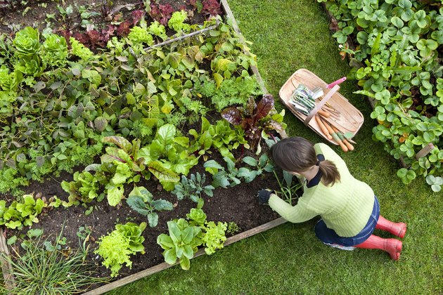 What to Plant Now for Late-Season Harvests