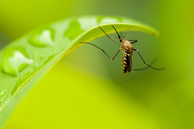 10 Plants That Keep Mosquitoes Away