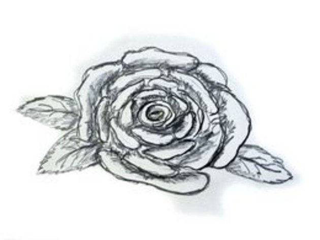Close-up of pink rose