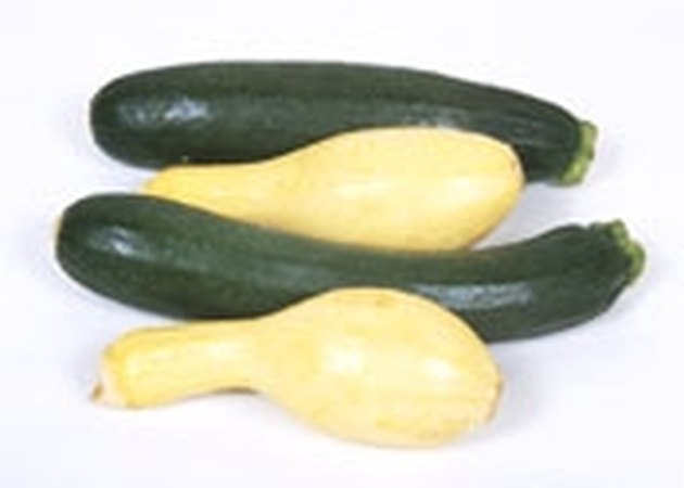 summer squash summer squash