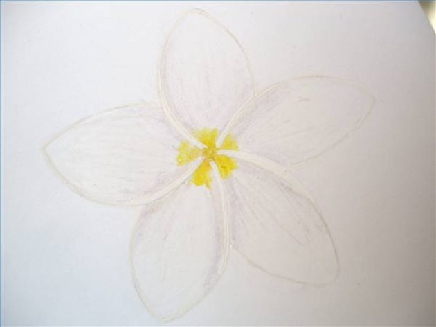 How to Draw Hawaiian Flowers Step by Step eHow