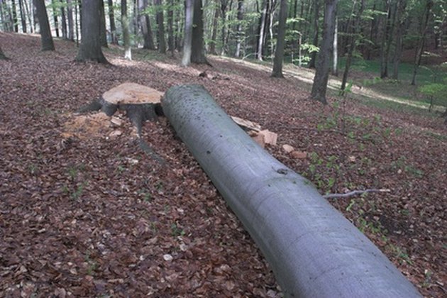 tree cut down