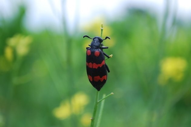 Red and Black Beetles in a Garden | eHow