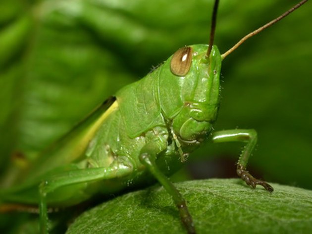 michigan-s-four-major-types-of-grasshoppers-ehow