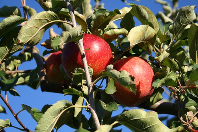 do apple trees bloom or leaf first? ehow