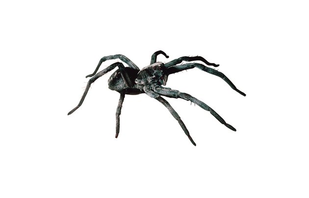 Wolf spider