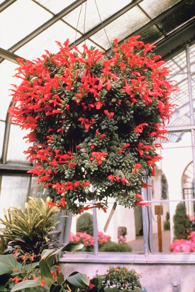 Hanging plant in greenhouse