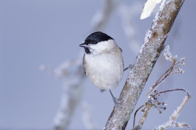 Willow tit perching on frosty branch