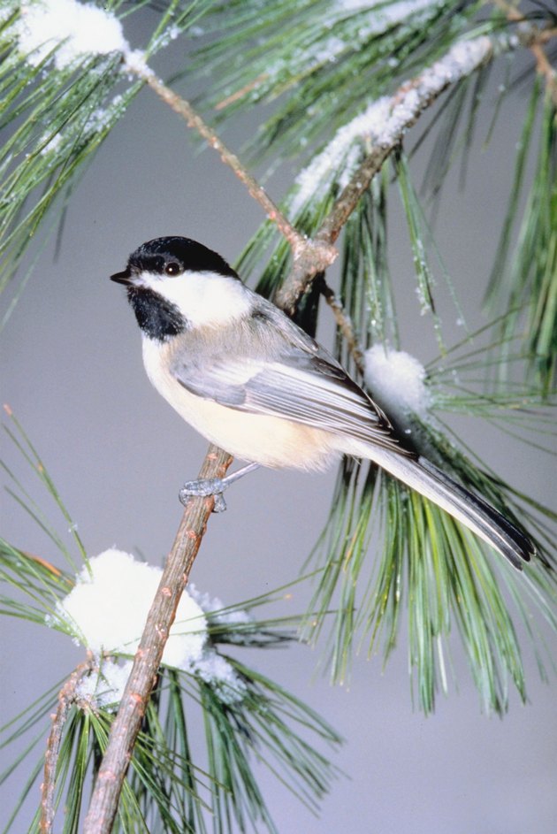 Black-capped chickadee