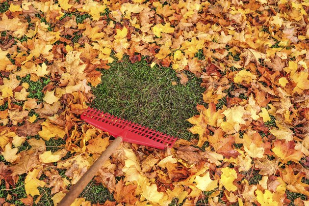 autumn Leaves