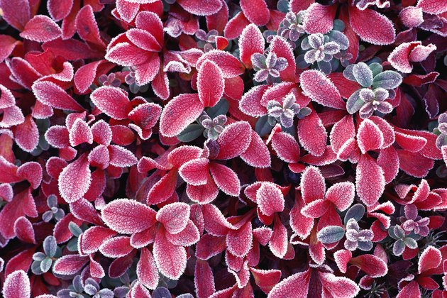 Leaves with frost on edges
