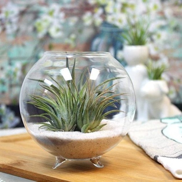 Succulent Terrarium Kit, Glass Terrarium, Cactus Plant Kit, Succulent Gift  Box, DIY Plant kit, Plant lover gift