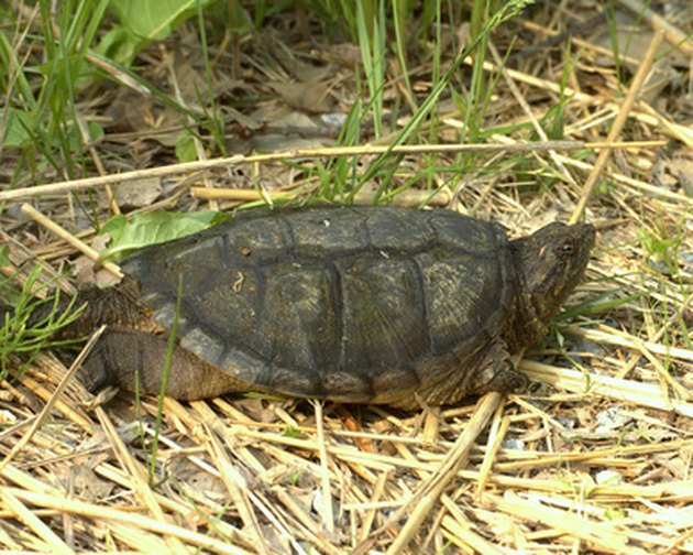 how-to-eat-softshell-turtles-ehow