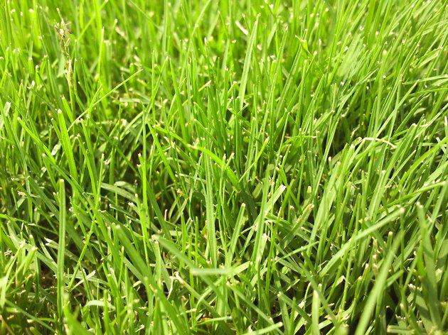 Grass!