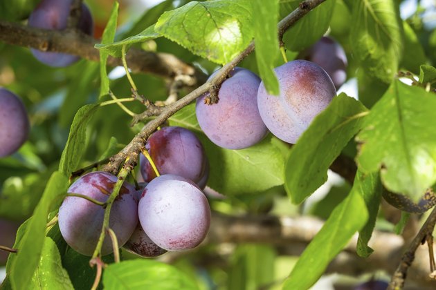 Plums on a tree