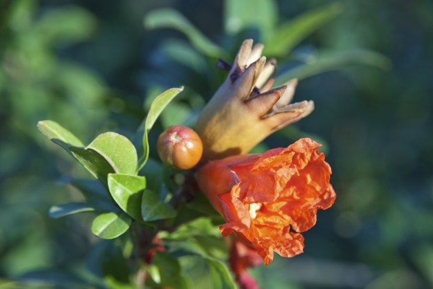 Pomegranate tree blossoming