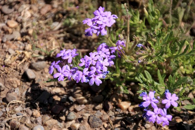 Wildflowers in the USA