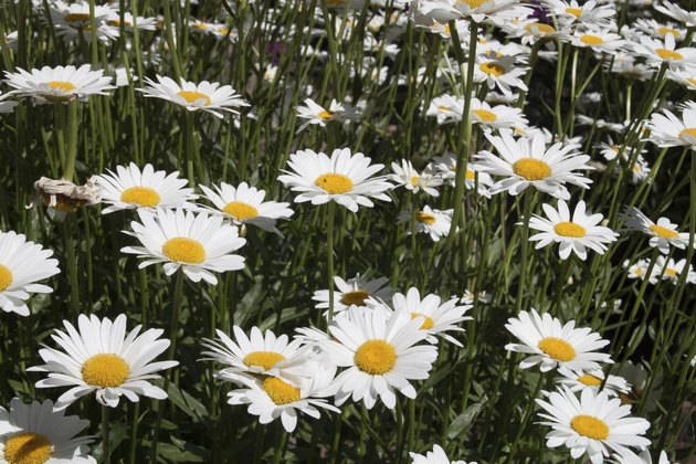 Sea of Daisy