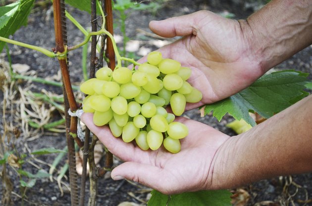 grape