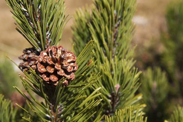 Branch of Pinus mugo in the mountains, Austria