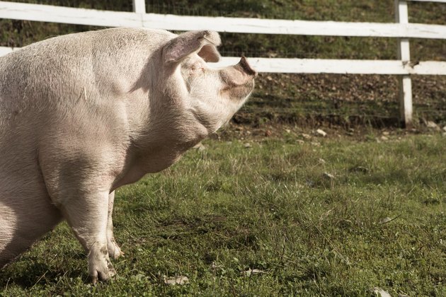 "Pig in pasture, side view"