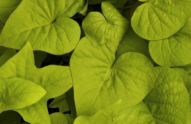 Sweet potato vine plant