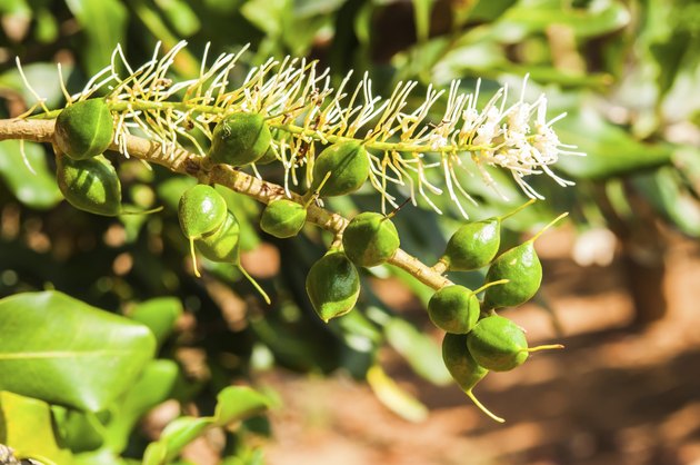 Green macadamia