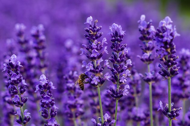 Honey bee on lavender