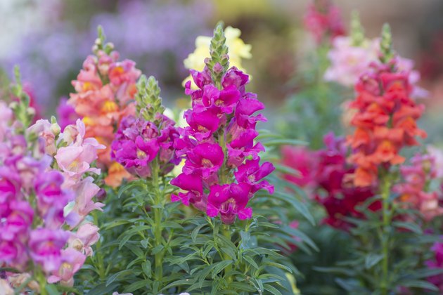 Snap dragon (Antirrhinum majus)