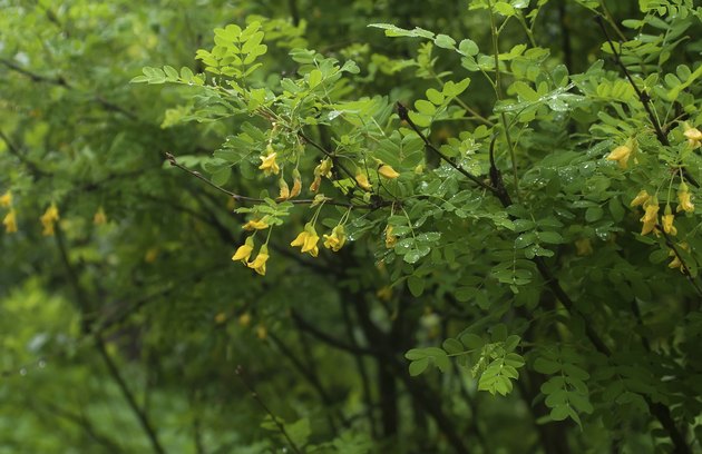 Acacia branch with rain drops and flowers