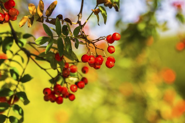 Ashberry in autumn