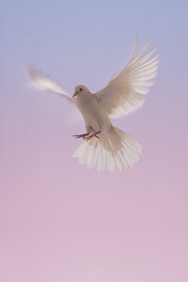 White dove in flight