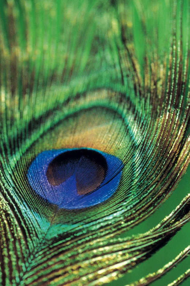 Peacock feather