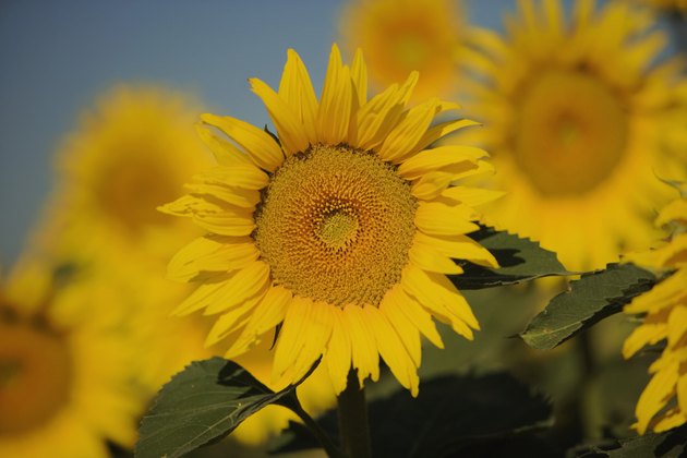 Close-up of sunflowers