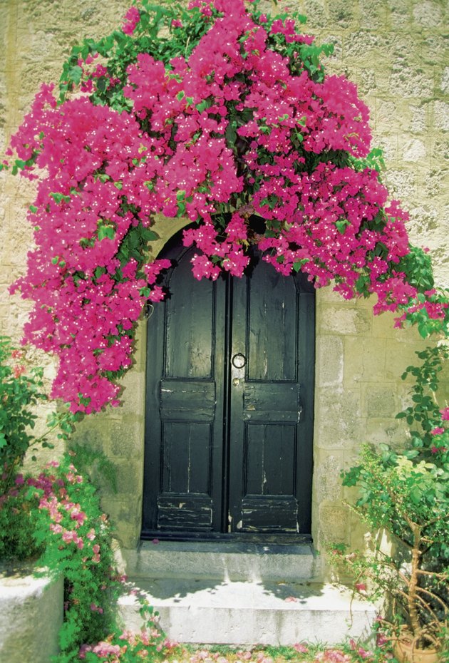 Bougainvillea growing over the doorway of a house, Rhodes, Greece
