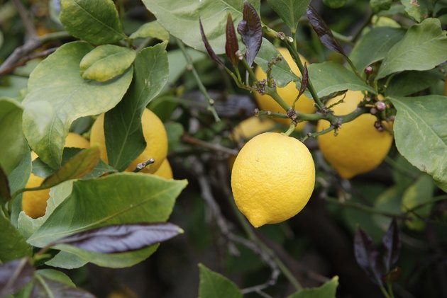 fresh lemon on tree