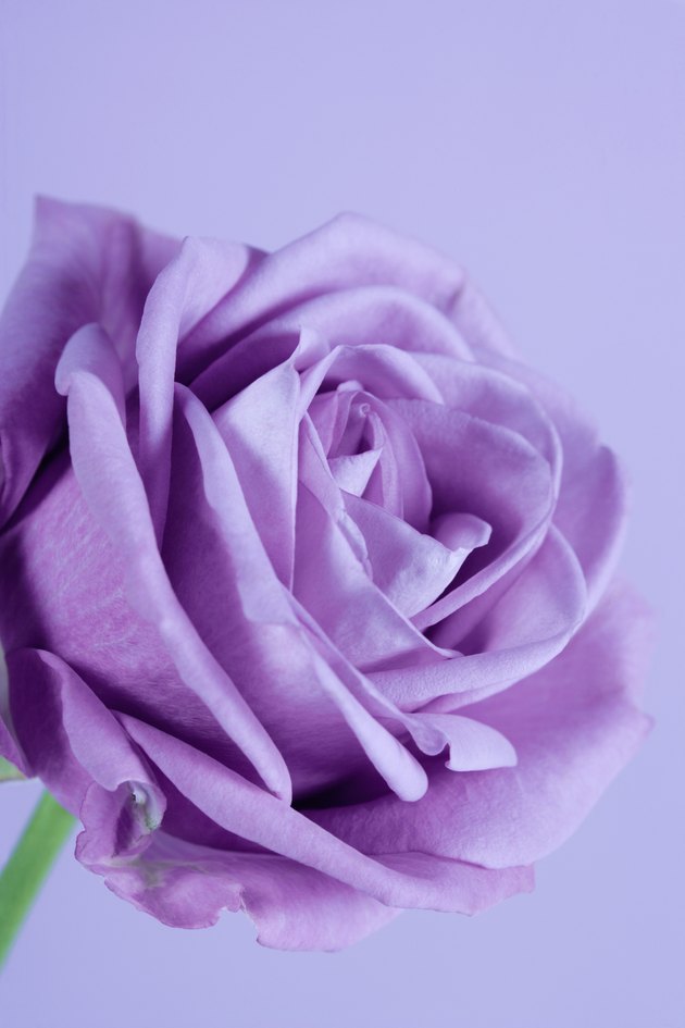 Purple rose