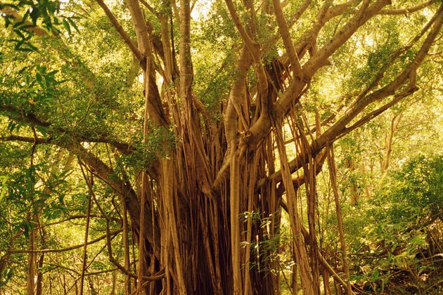 Banyan tree, Maui, Hawaii