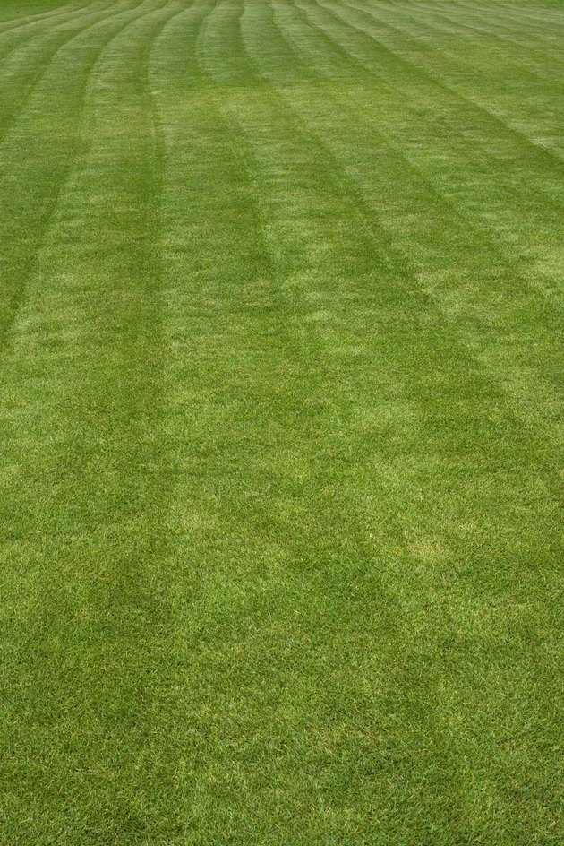 green grass