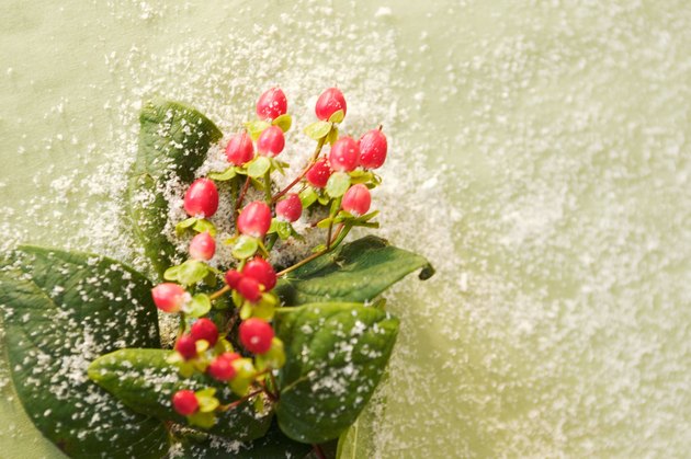 Christmas holly