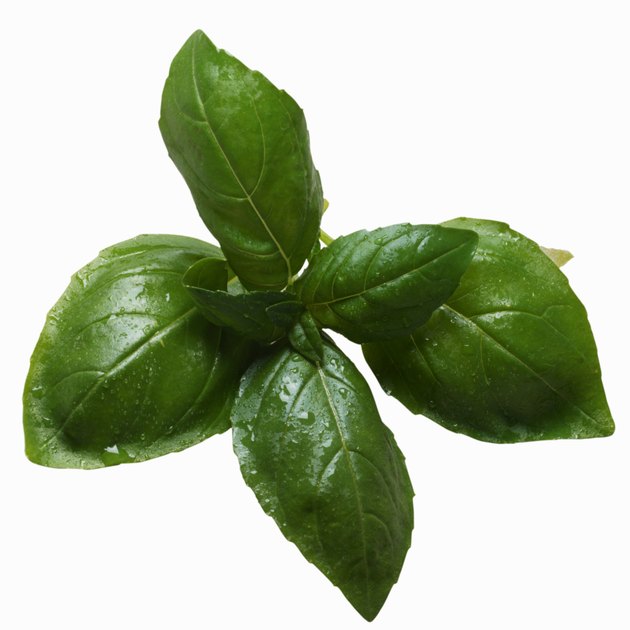 Close-up of basil