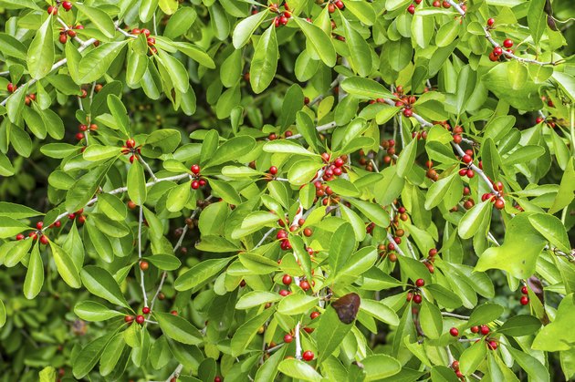 Wild Berries