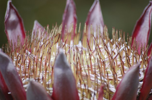 Protea