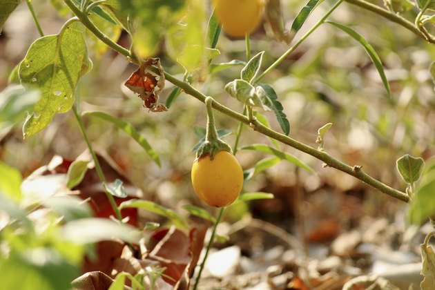 fresh yellow eggplant
